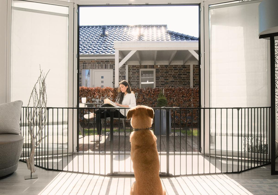 Indoor vs. Outdoor Dog Gates: Finding the Right Solution for Your Space