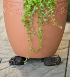Zevolim| Potty Feet Plant Pot Feet
