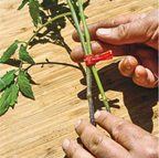 Zevolim| Plastic Refinement Clips for Garden Plants – Ideal for Vegetables and Plant Care