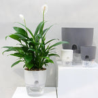 Self Watering Planter for Easy Plant Care