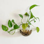 GlasOase — Bring Your Walls to Life with Fresh Nature Power and Style