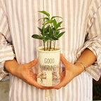 Zevolim| Self-watering Hydro-Flower Pot