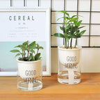 Zevolim| Self-watering Hydro-Flower Pot