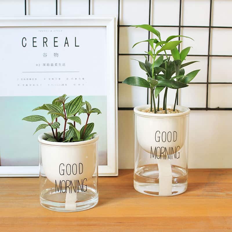 Zevolim| Self-watering Hydro-Flower Pot