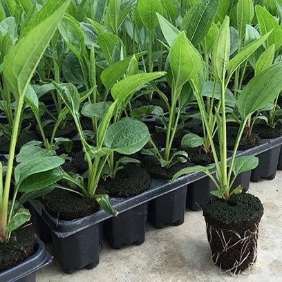 Zevolim| Rectangular Plant Bowl – Seedling Tray for Efficient Germination and Growth of Seedlings