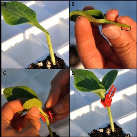 Zevolim| Plastic Refinement Clips for Garden Plants – Ideal for Vegetables and Plant Care