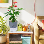 Zevolim| Self-watering Hydro-Flower Pot