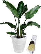 Zevolim| Stainless Steel Scoop for Potting Soil – Robust Planting Scoop for Garden and Balcony