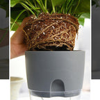Zevolim| Self-watering Hydro-Flower Pot