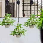 FlexiBloom — Get effortless plant care and a stylish home without back pain! (2 pieces)
