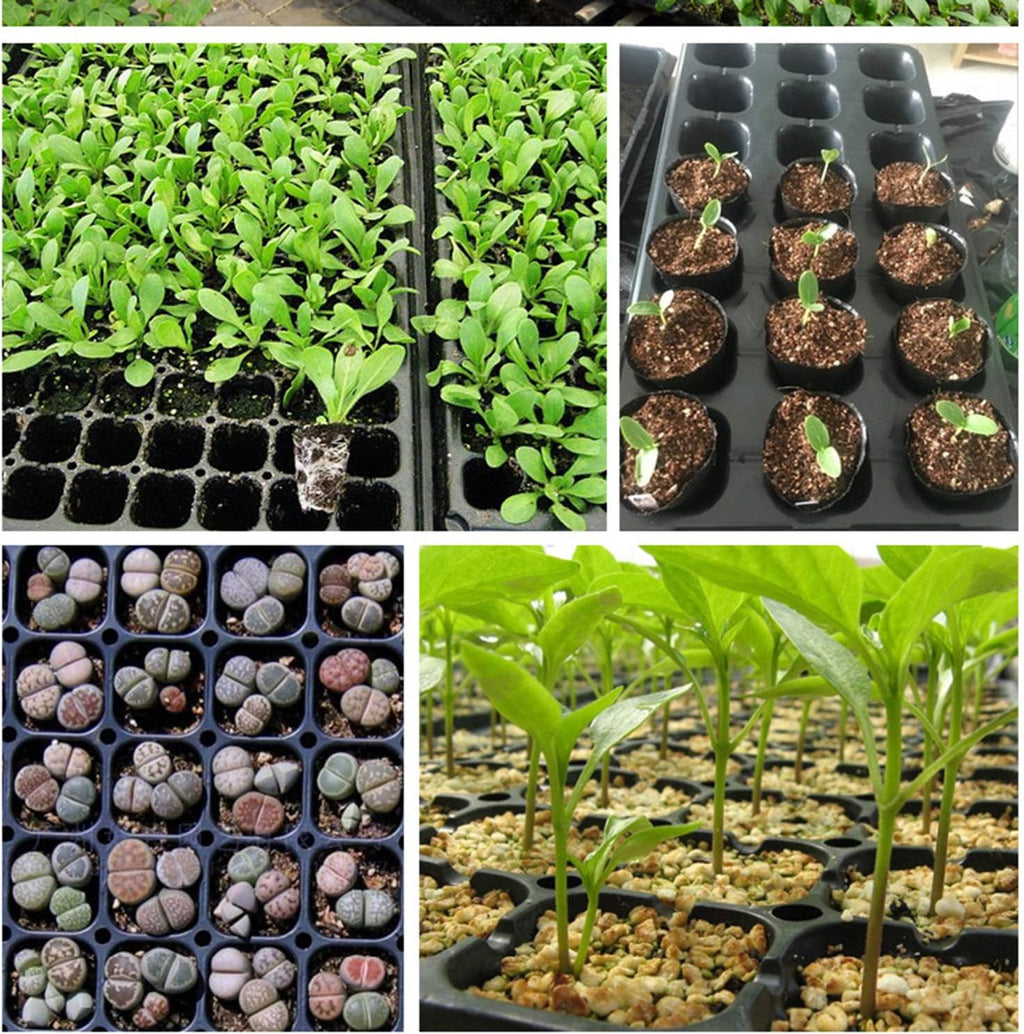 Zevolim| Rectangular Plant Bowl – Seedling Tray for Efficient Germination and Growth of Seedlings