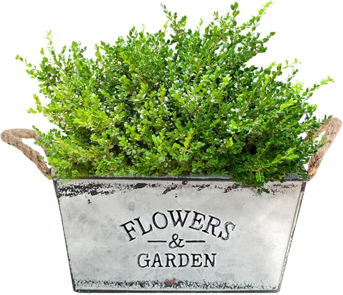 Zevolim| Decorative flower and garden container made of metal with hemp rope handles
