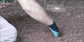 Zevolim| Genius gardening gloves with claws