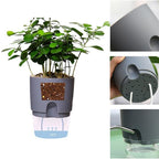 Zevolim| Self-watering Hydro-Flower Pot