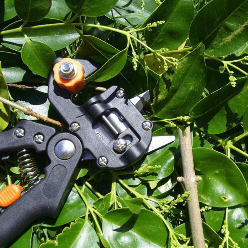Zevolim| Professional Garden Grafting Tool Set