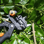 Zevolim| Professional Garden Grafting Tool Set
