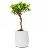 Ainslie Fiberglass Planter - Mid-Century Modern Glossy Bullet Pot, Outdoor / Indoor (10" / 13" / 16")