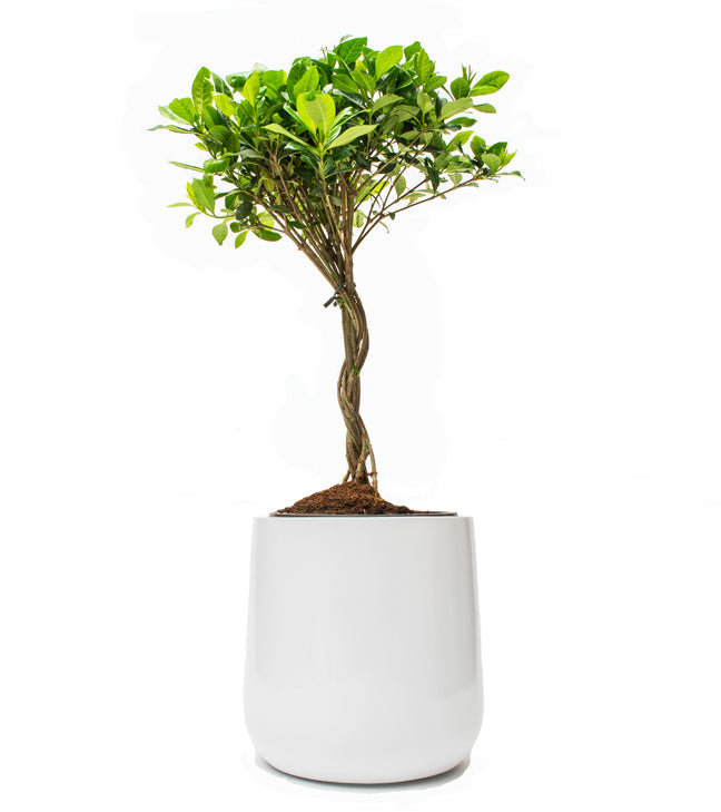 Ainslie Organic Modern Cylinder Planter - Tapered Matte Fiberglass - Outdoor / Indoor (9.5" / 13" / 16.5" Tall)