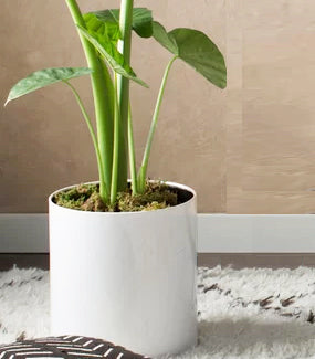 Knox Cylinder White Metal Planter - Modern Minimalist Steel (18/8 Heavy Duty) Surface-Safe, Indoor / Outdoor (12" / 18" Diameter)