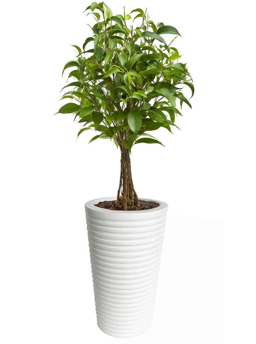 Carmen 26" Tall Planter - Modern Grooved Conical Pillar, White Heavy Duty Fiberglass Indoor / Outdoor