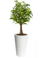 Carmen 26" Tall Planter - Modern Grooved Conical Pillar, White Heavy Duty Fiberglass Indoor / Outdoor