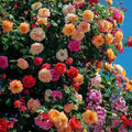 Zevolim| Climbing Roses Together Pink Eden – timeless garden splendor