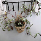 Macrame Plant Hanger Bowlift