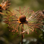 Zevolim| FLORUSTA Garden Stake Bluebonnet | Rust Look Metal | Rustic Garden Decor