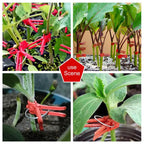 Zevolim| Plastic Refinement Clips for Garden Plants – Ideal for Vegetables and Plant Care