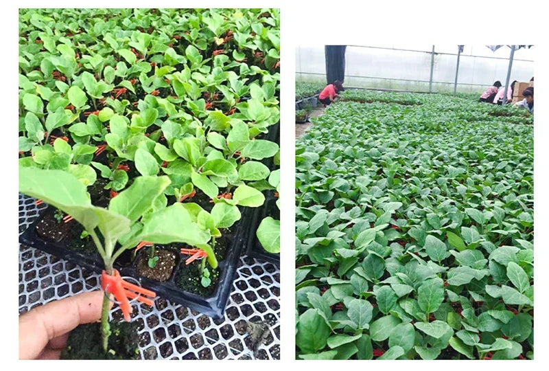Zevolim| Plastic Refinement Clips for Garden Plants – Ideal for Vegetables and Plant Care