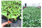 Zevolim| Plastic Refinement Clips for Garden Plants – Ideal for Vegetables and Plant Care