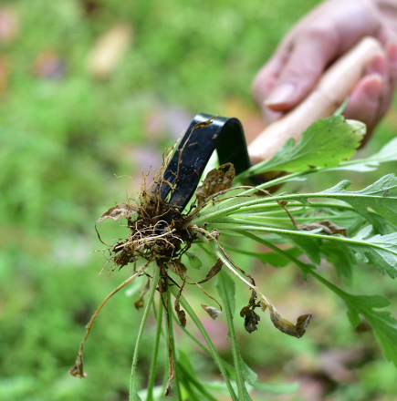 Zevolim| WeedSlayer™ Effortless Garden Maintenance