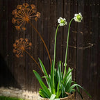 Zevolim| Florandis Metal Garden Stake Flower | Decorative Stake for Balcony, Bed & Plant Pot | Weatherproof & Detailed