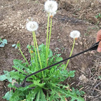 Zevolim| Weed removal tool with 4 prongs – Garden hoe tool
