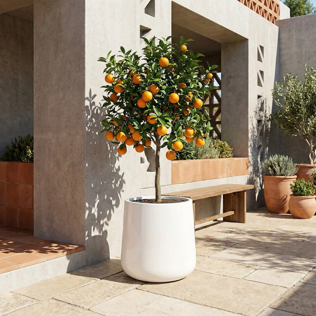 Ainslie Organic Modern Cylinder Planter - Tapered Matte Fiberglass - Outdoor / Indoor (9.5" / 13" / 16.5" Tall)