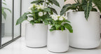 Ainslie Organic Modern Cylinder Planter - Tapered Matte Fiberglass - Outdoor / Indoor (9.5" / 13" / 16.5" Tall)