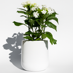 Ainslie Fiberglass Planter - Mid-Century Modern Glossy Bullet Pot, Outdoor / Indoor (10" / 13" / 16")