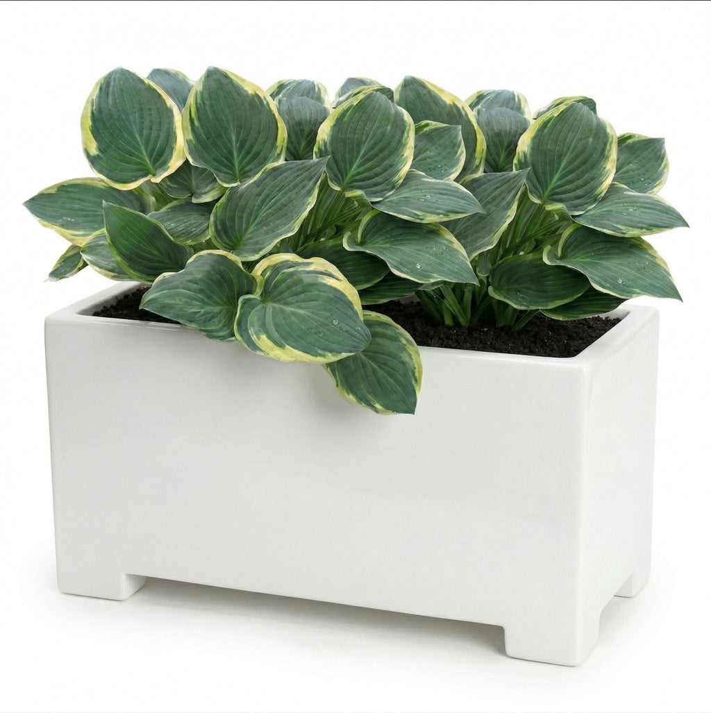 Alora Fiberglass Rectangle Planter - Long Block, Gloss White - Indoor / Outdoor (13"/ 19" / 24")