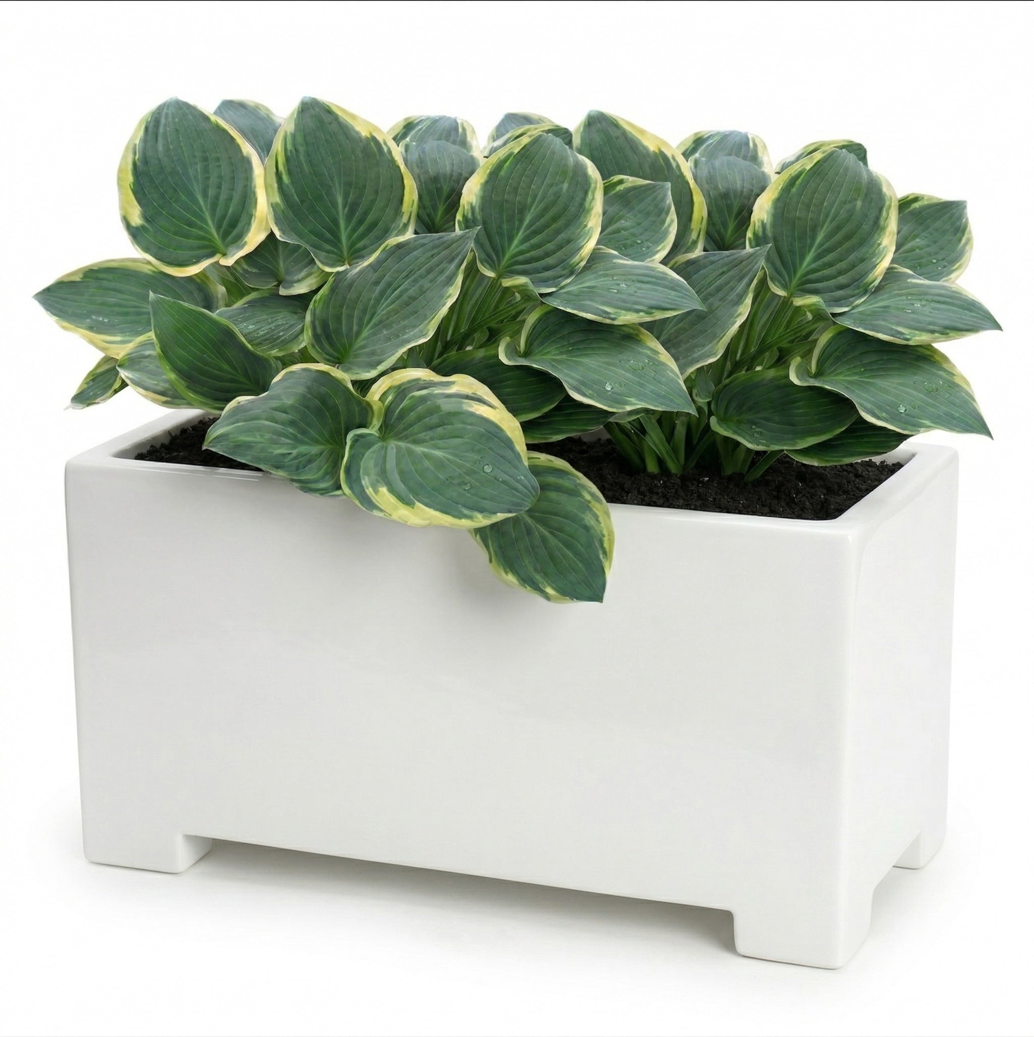Alora Fiberglass Rectangle Planter - Long Block, Gloss White - Indoor / Outdoor (13"/ 19" / 24")
