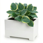 Alora Fiberglass Rectangle Planter - Long Block, Gloss White - Indoor / Outdoor (13"/ 19" / 24")
