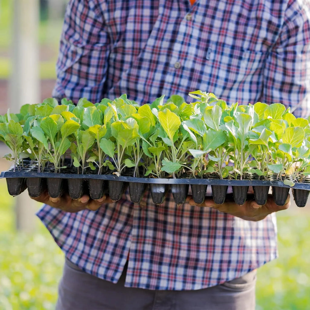 Zevolim| Rectangular Plant Bowl – Seedling Tray for Efficient Germination and Growth of Seedlings