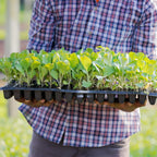 Zevolim| Rectangular Plant Bowl – Seedling Tray for Efficient Germination and Growth of Seedlings