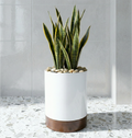 White Knox Cylinder Steel Planter w/ Hardwood Base - Indoor Organic Modern Architectural (15.5" / 22.5" Tall)