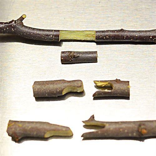 Zevolim| Grafting Pruning Shears