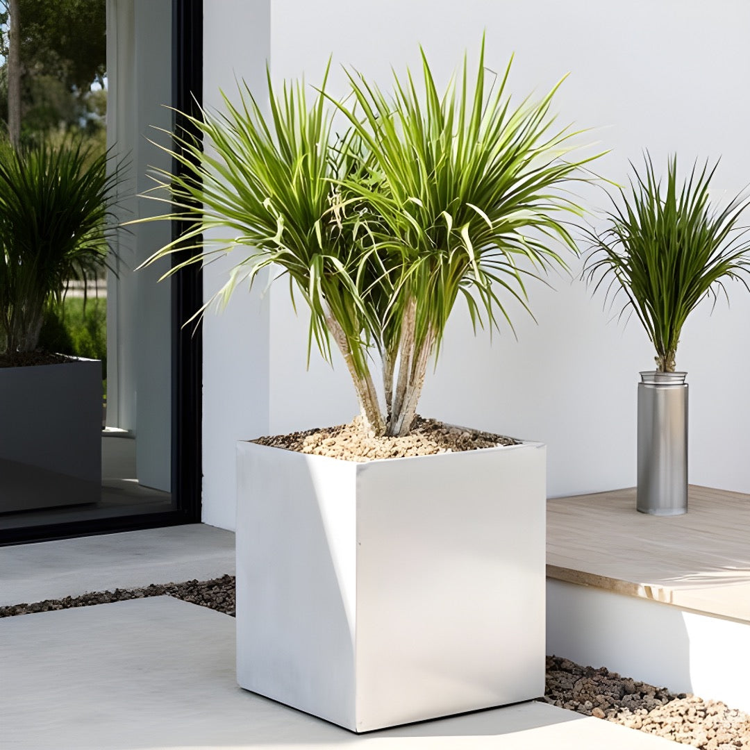 Madeira Cube Planter - Modern Architectural Seamless Aluminum Metal (Silver) Fiberglass Lining, No Drainage - Indoor / Outdoor (16" / 20" Square)
