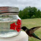 Mason Jar Hummingbird Dish Feeder Hanging Nectar Feeder 2 Pack