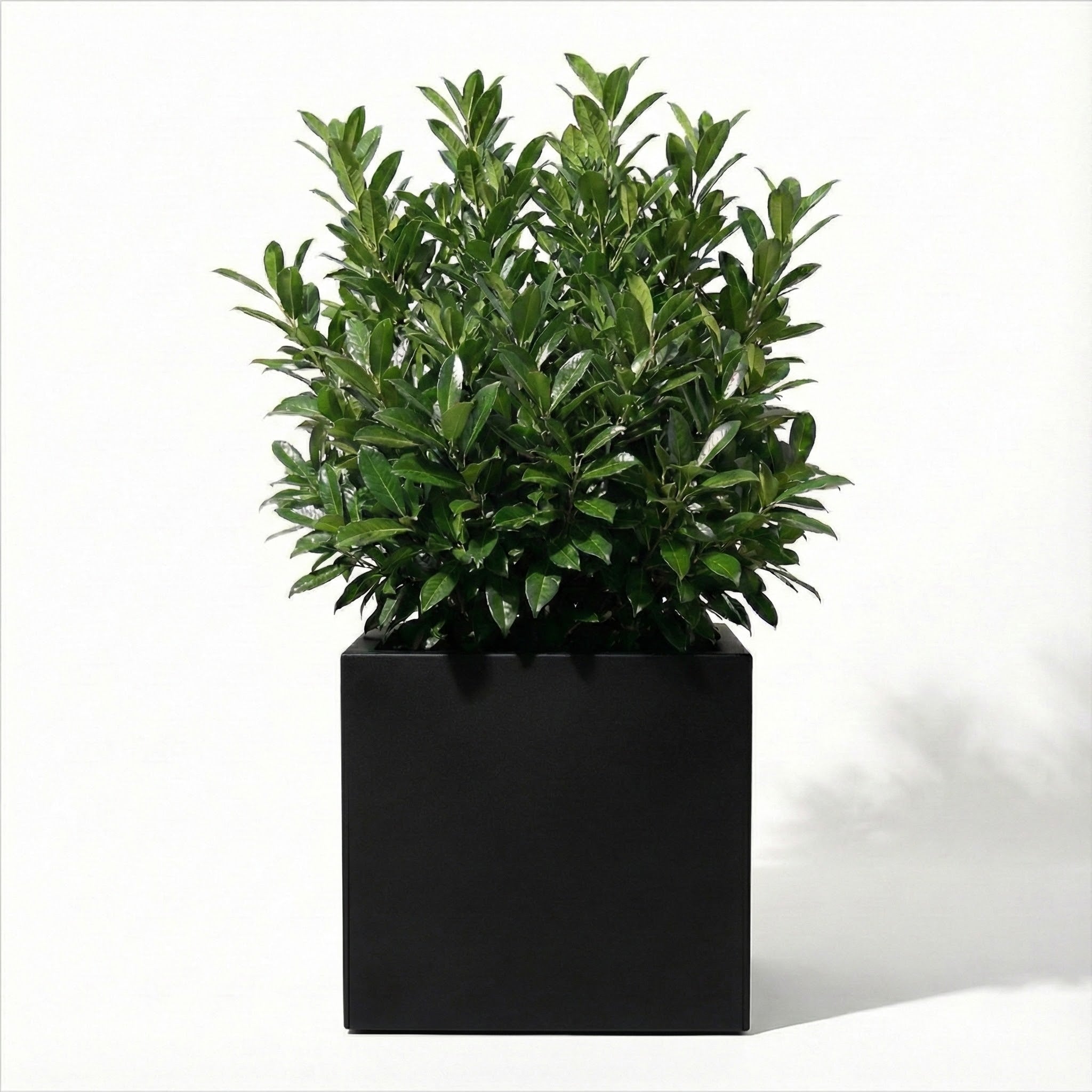 Seeley Cube Block Planter - Architectural Steel-Reinforced Fiberglass w/ Drainage, Indoor / Outdoor (14" / 20" / 24" / 30" Square)